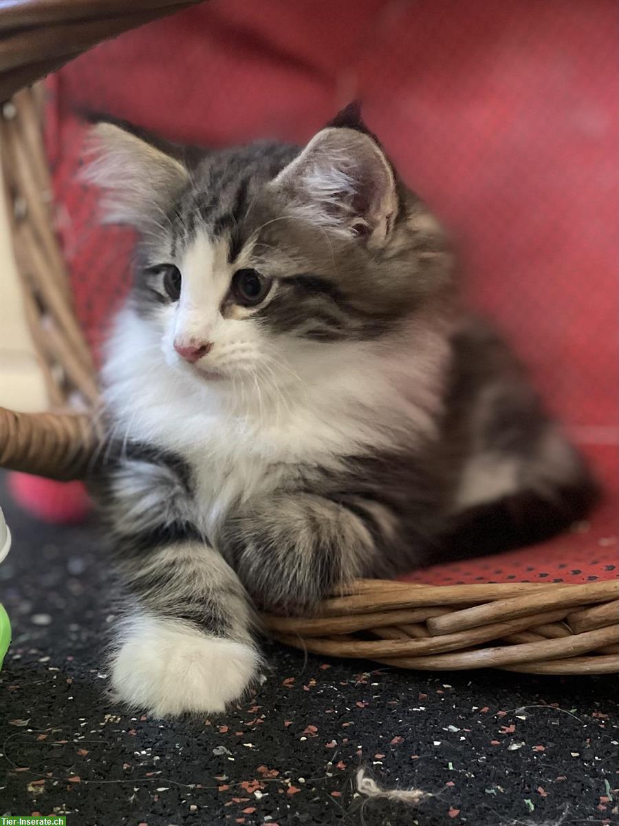 Bild 3: Reinrassige Norwegische Waldkatzen Kitten mit FFH-Stammbaum