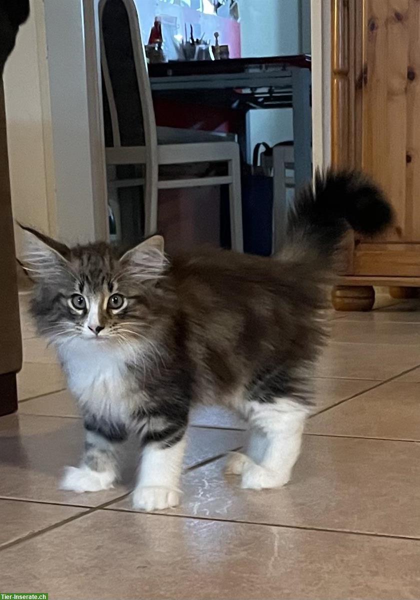 Bild 4: Reinrassige Norwegische Waldkatzen Kitten mit FFH-Stammbaum