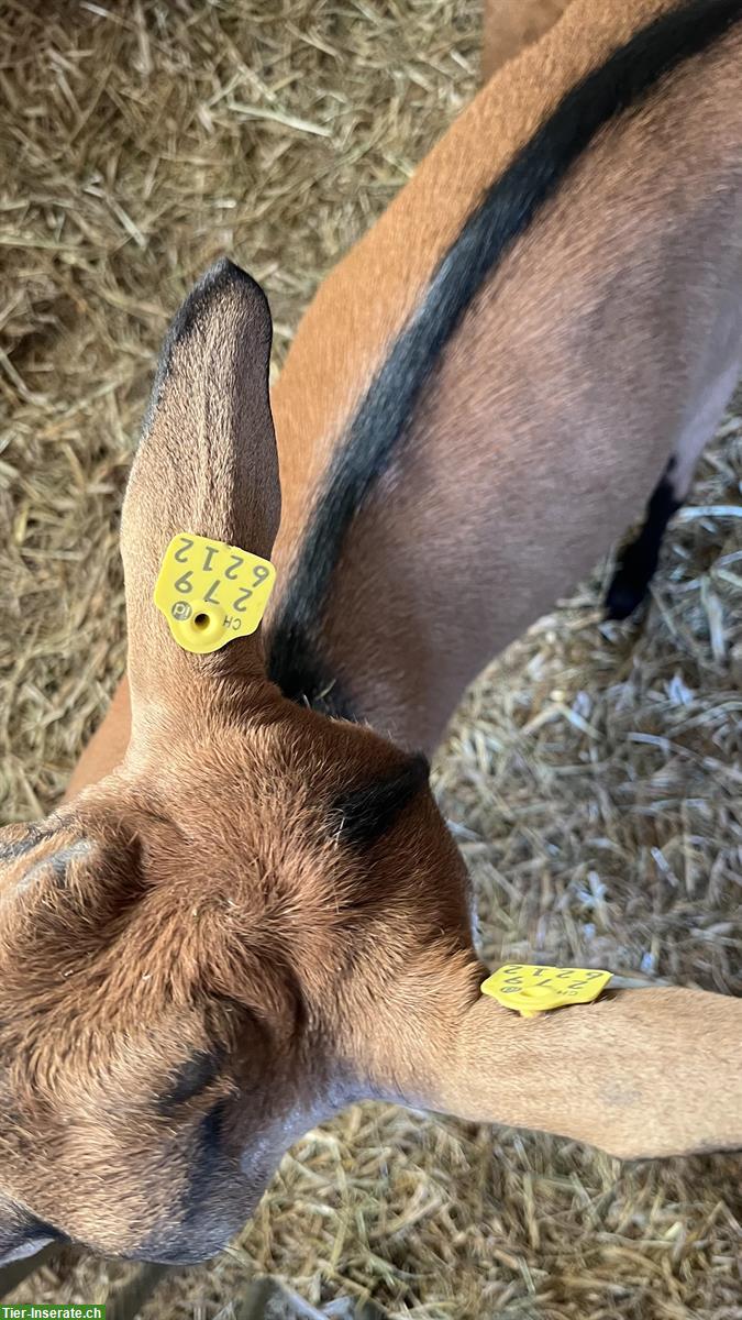 Hornloser Gemsfarbiger Gebirgsziegen Bock