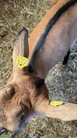 Hornloser Gemsfarbiger Gebirgsziegen Bock