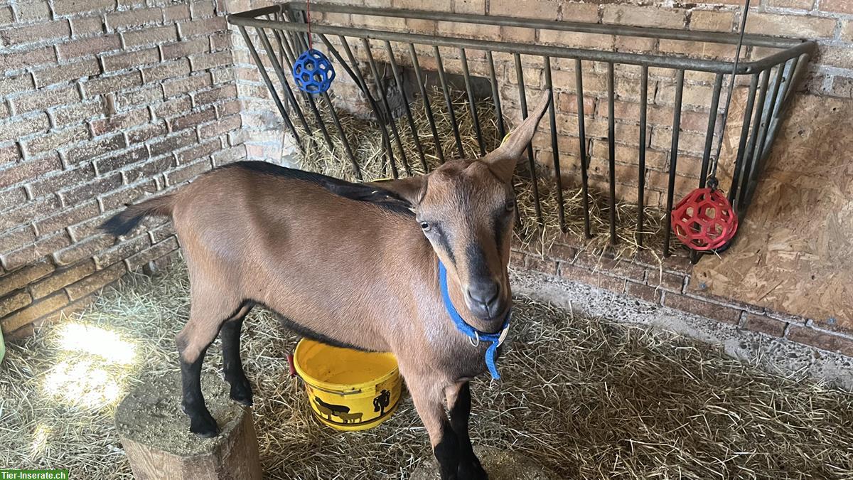 Bild 2: Hornloser Gemsfarbiger Gebirgsziegen Bock