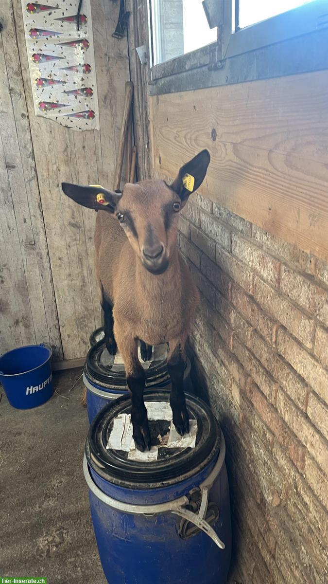 Bild 3: Hornloser Gemsfarbiger Gebirgsziegen Bock