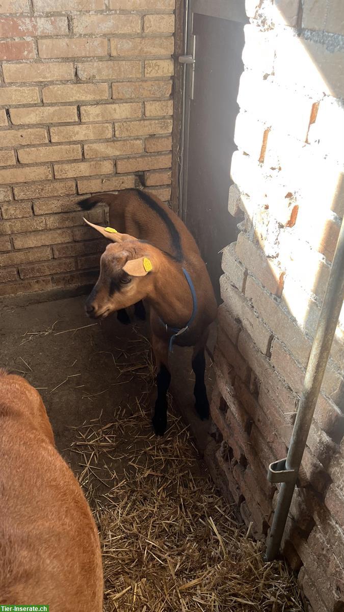 Bild 4: Hornloser Gemsfarbiger Gebirgsziegen Bock