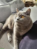 Hübscher Britisch Kurzhaar Kater, 3.5-jährig, kastriert