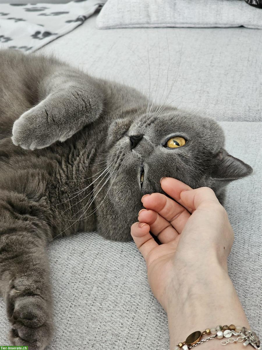 Bild 2: Hübscher Britisch Kurzhaar Kater, 3.5-jährig, kastriert