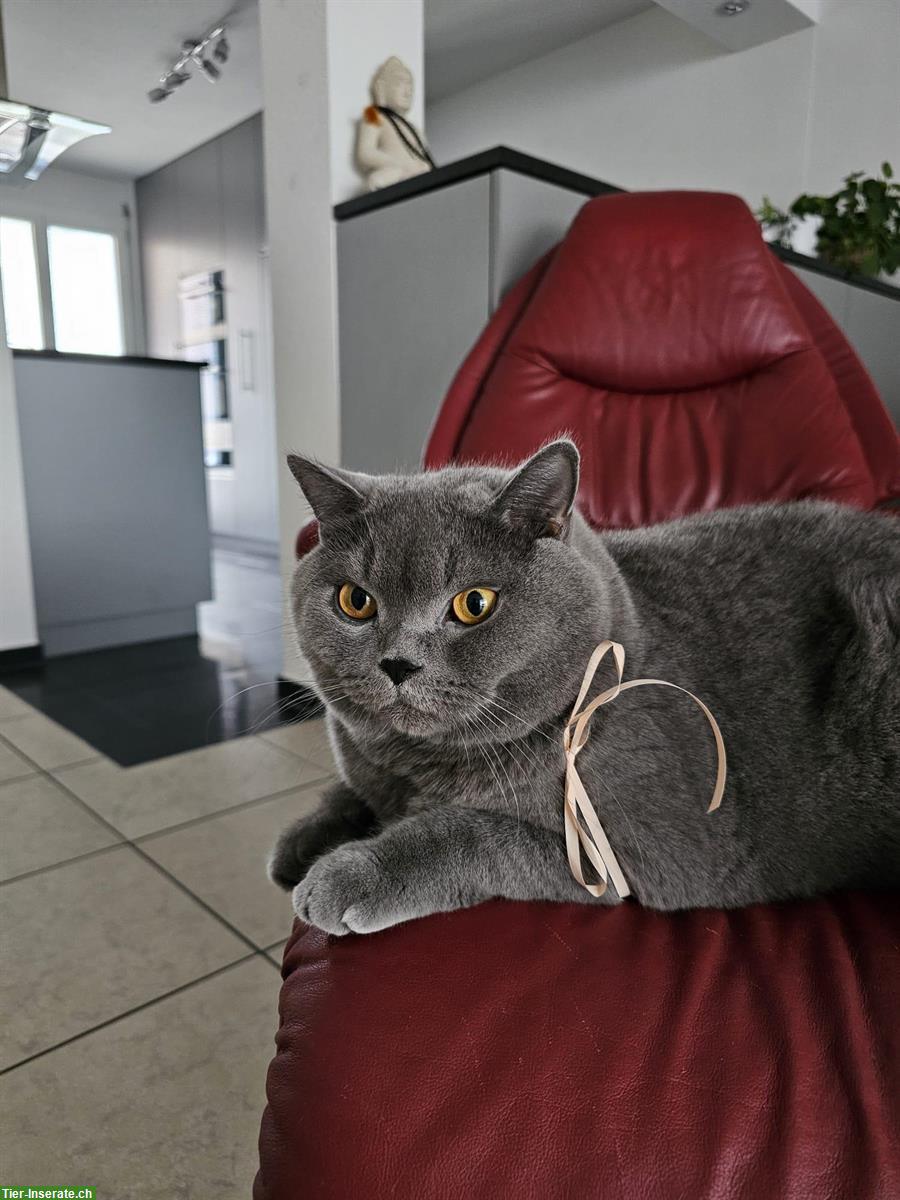 Bild 3: Hübscher Britisch Kurzhaar Kater, 3.5-jährig, kastriert