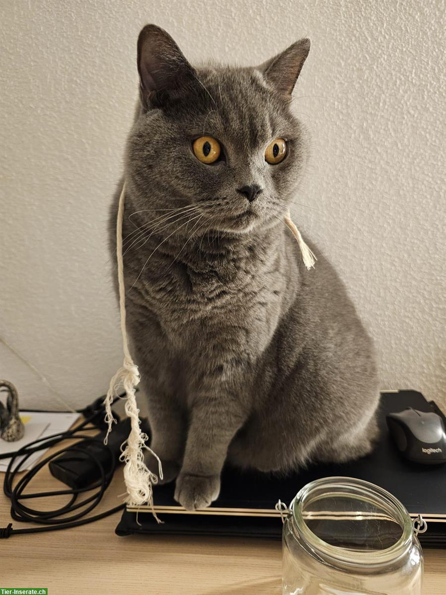 Bild 4: Hübscher Britisch Kurzhaar Kater, 3.5-jährig, kastriert