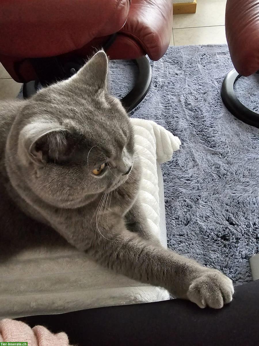 Bild 5: Hübscher Britisch Kurzhaar Kater, 3.5-jährig, kastriert
