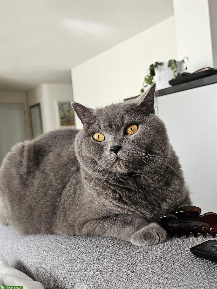 Bild 6: Hübscher Britisch Kurzhaar Kater, 3.5-jährig, kastriert