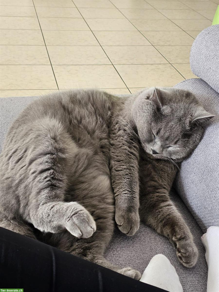 Bild 7: Hübscher Britisch Kurzhaar Kater, 3.5-jährig, kastriert