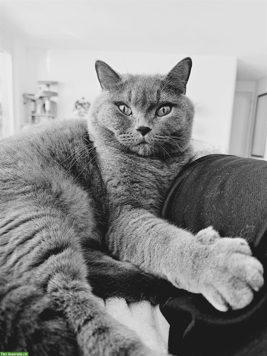 Bild 8: Hübscher Britisch Kurzhaar Kater, 3.5-jährig, kastriert