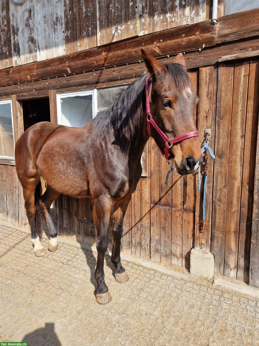 Braune CH-Warmblut Stute zu verkaufen