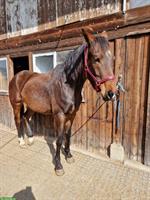 Braune CH-Warmblut Stute zu verkaufen