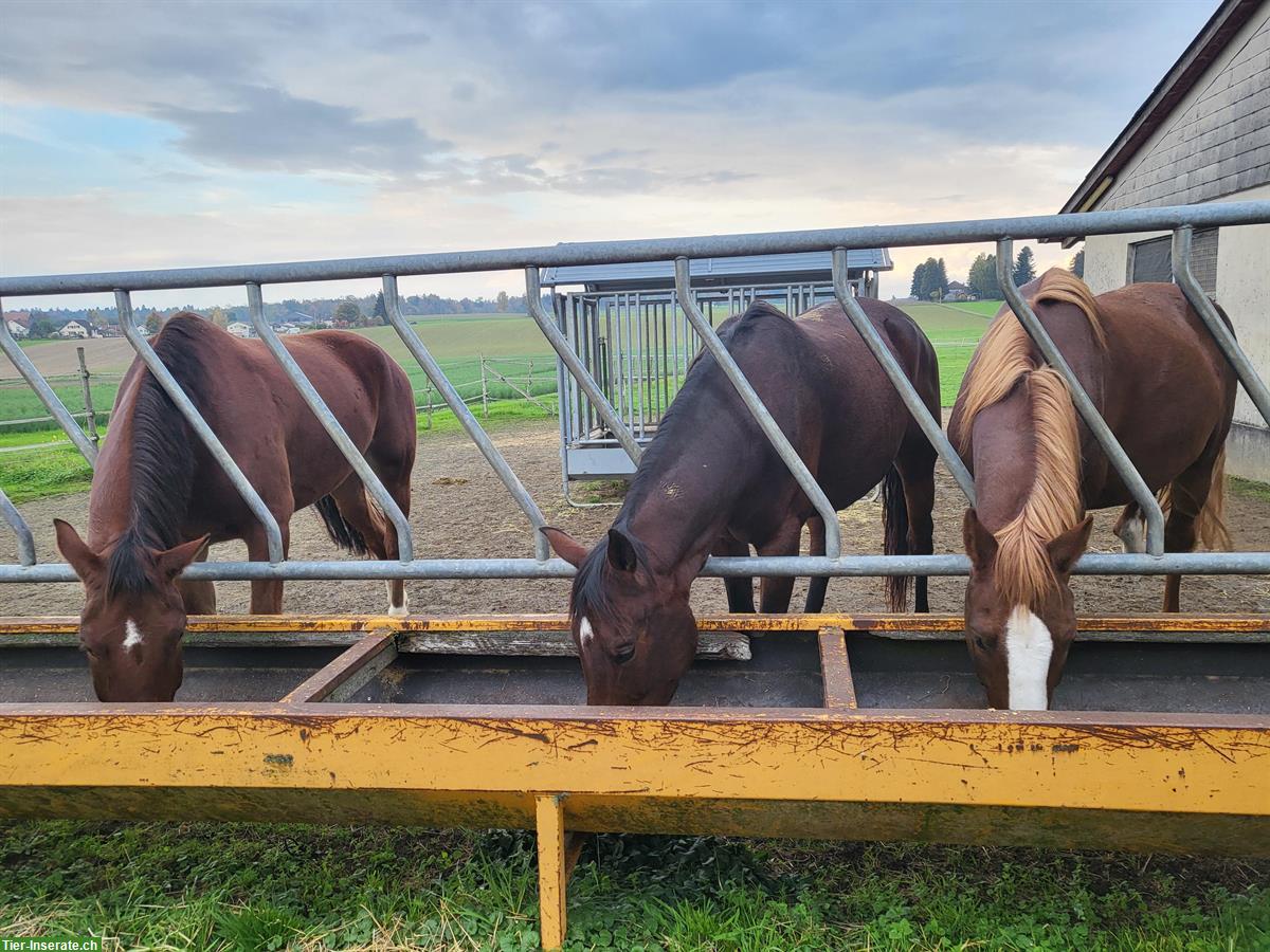 Bild 2: Braune CH-Warmblut Stute zu verkaufen