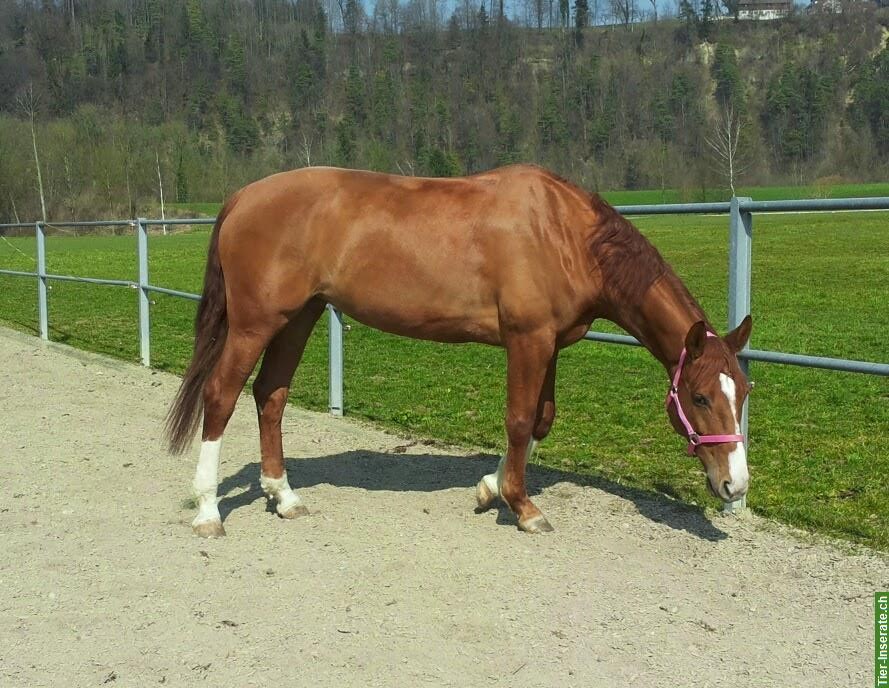 Reitbeteiligung für liebevolle Hannoveraner Stute, Waldkirch SG