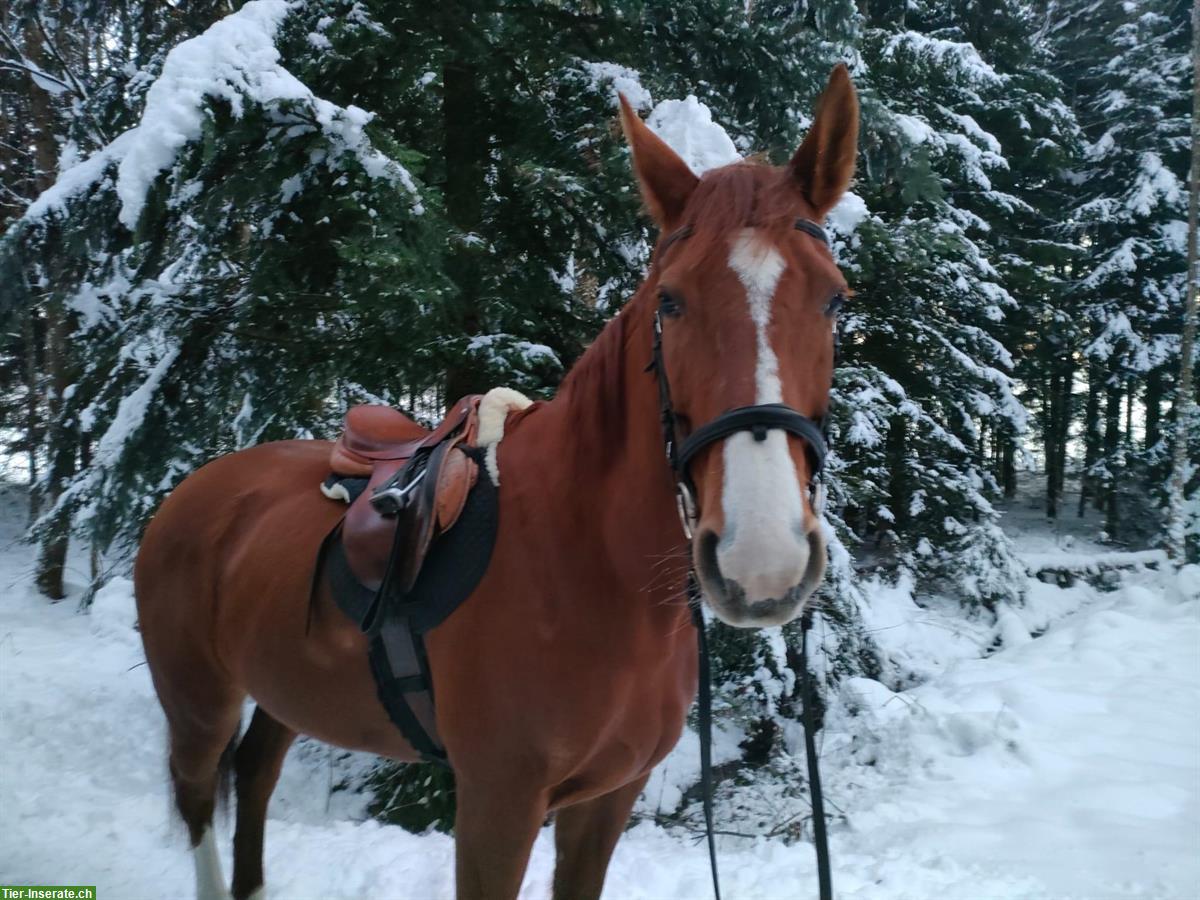 Bild 2: Reitbeteiligung für liebevolle Hannoveraner Stute, Waldkirch SG