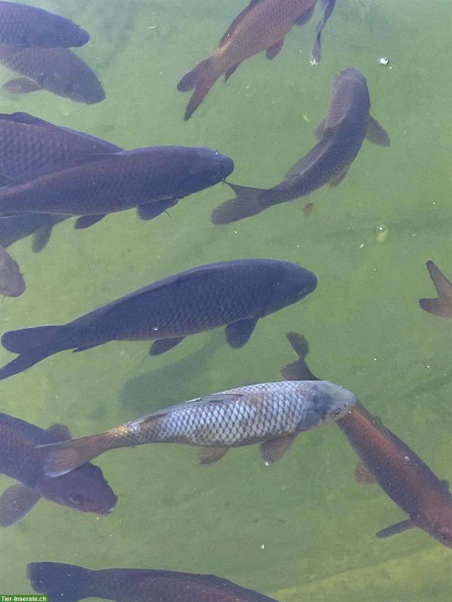Koi Fische spezielle Farbe