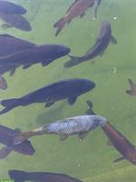 Koi Fische spezielle Farbe