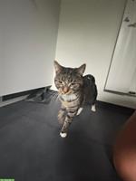 Schöner Kater, 1-jährig zu verkaufen