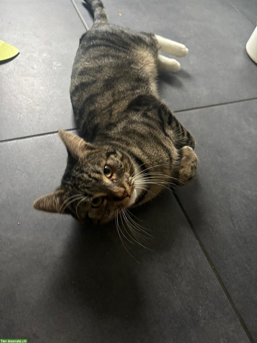Bild 2: Schöner Kater, 1-jährig zu verkaufen