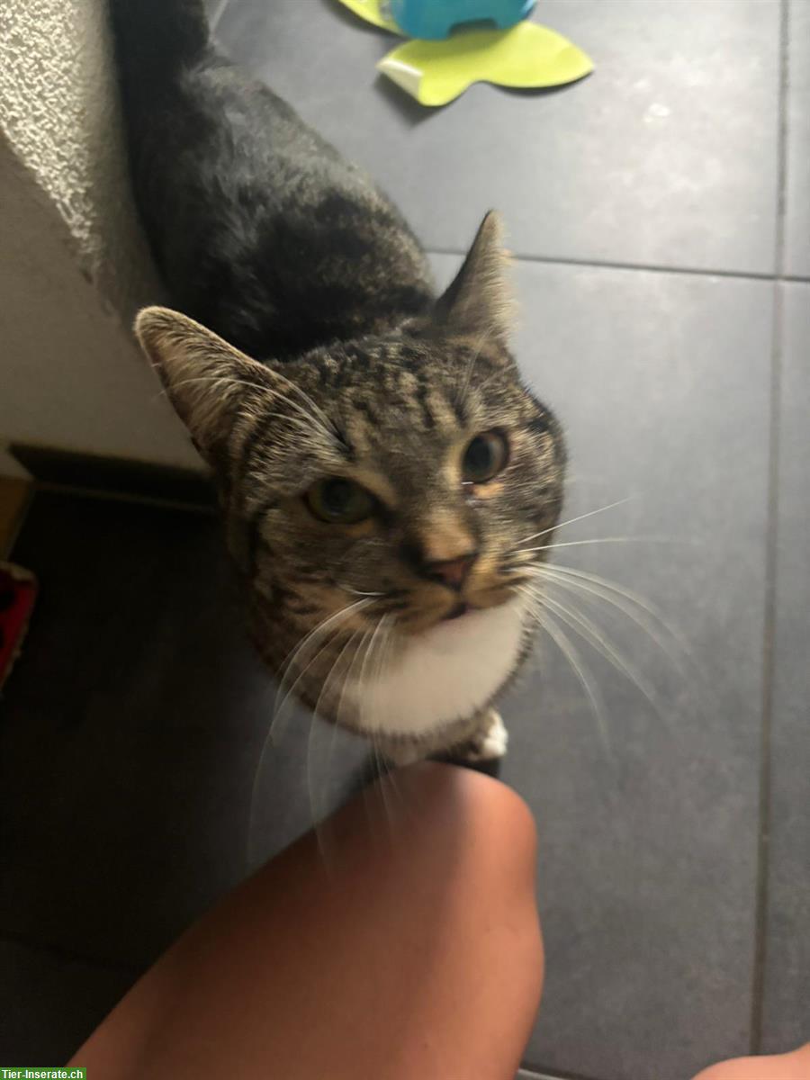 Bild 3: Schöner Kater, 1-jährig zu verkaufen