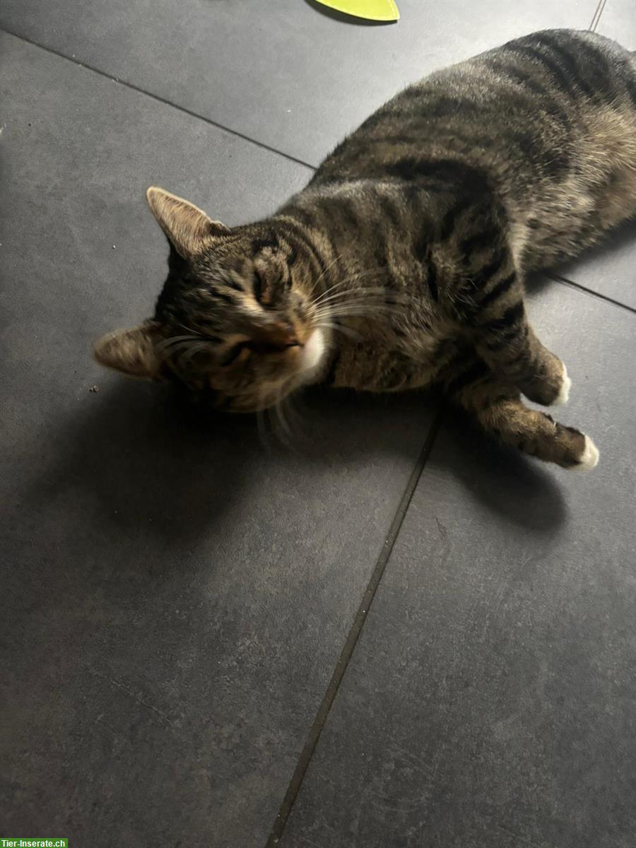 Bild 4: Schöner Kater, 1-jährig zu verkaufen