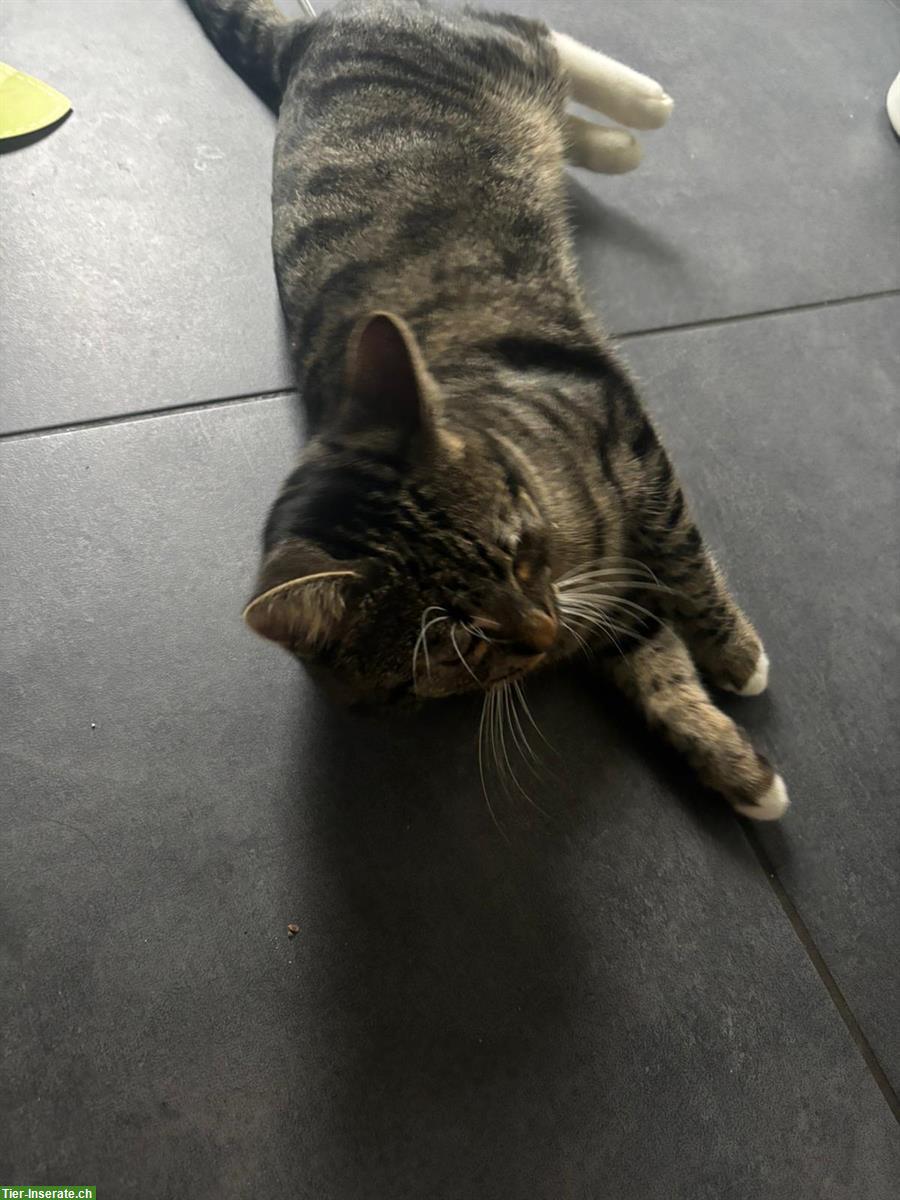 Bild 5: Schöner Kater, 1-jährig zu verkaufen