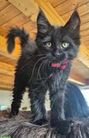 3 Maine Coon Mix Kitten suchen noch ein zuhause