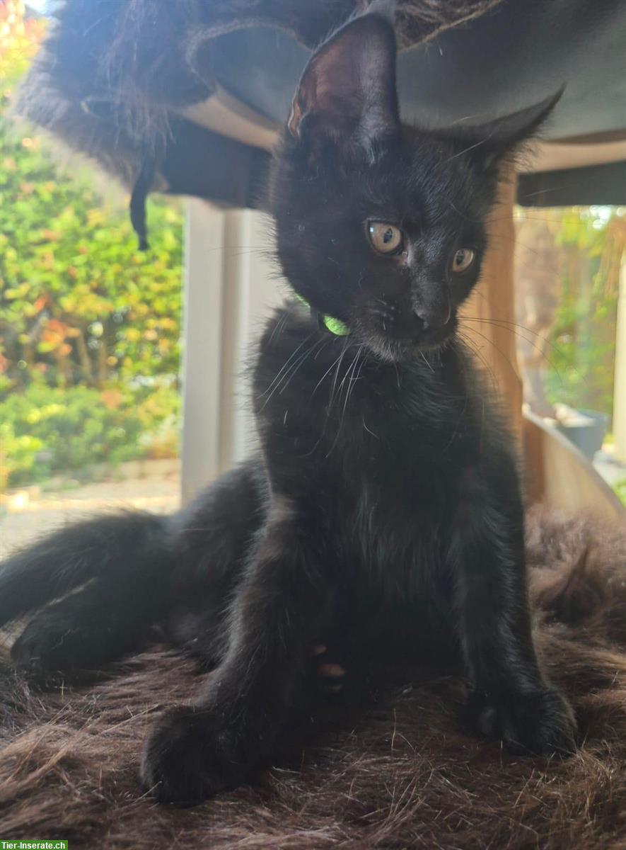 Bild 2: 3 Maine Coon Mix Kitten suchen noch ein zuhause