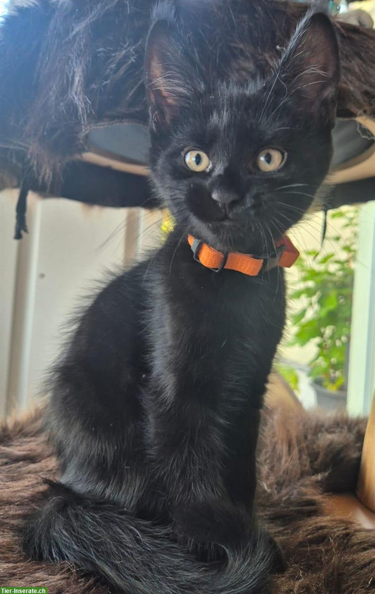 Bild 3: 3 Maine Coon Mix Kitten suchen noch ein zuhause