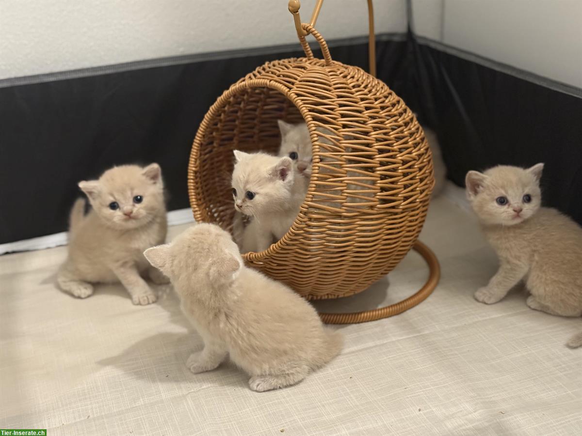 Bild 2: BKH Kitten in der seltenen Farbe Créme