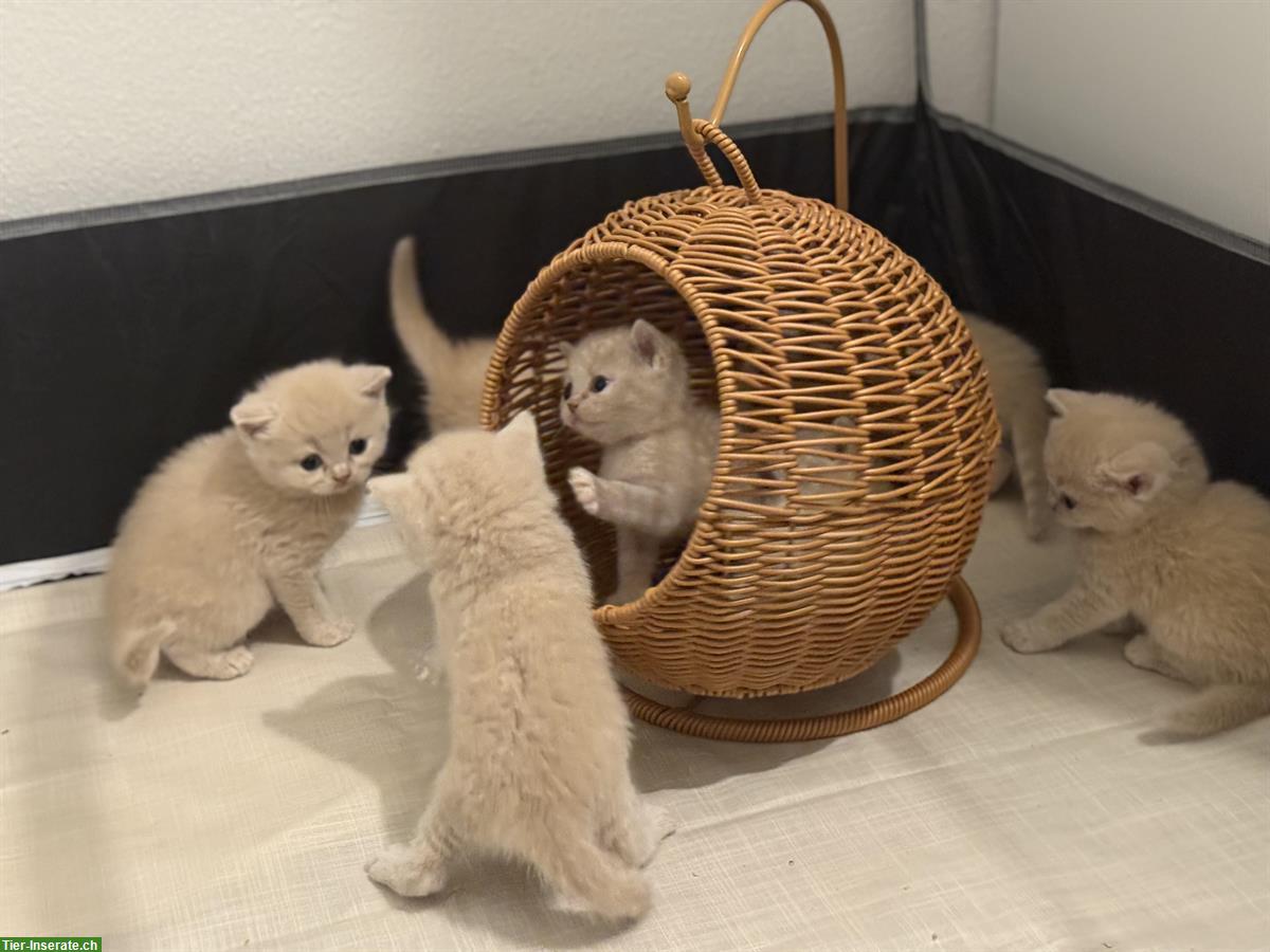 Bild 3: BKH Kitten in der seltenen Farbe Créme