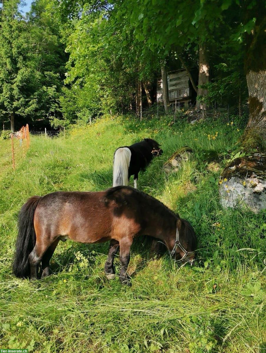 Bild 4: Zwei Mini Shettys zu verkaufen