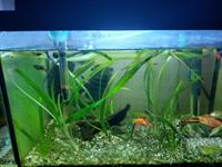 Platys Baby für 0.80 Rappen zu verkaufen