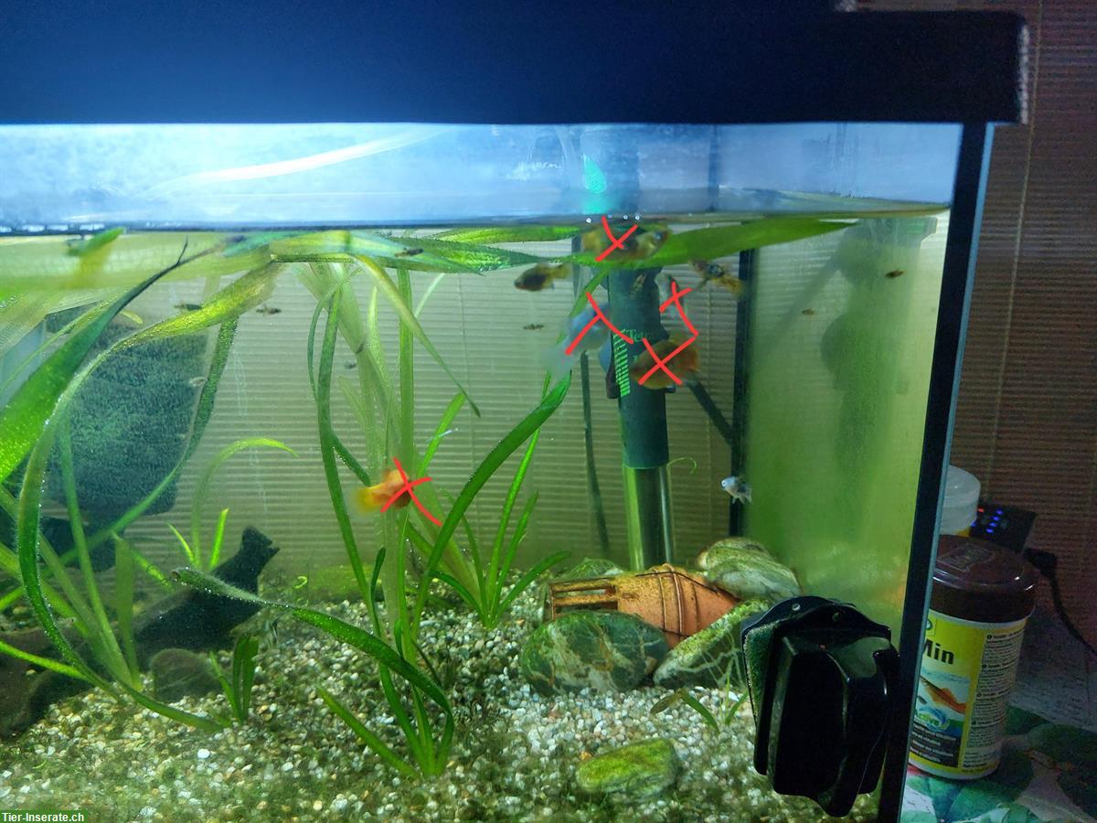 Bild 2: Platys Baby für 0.80 Rappen zu verkaufen