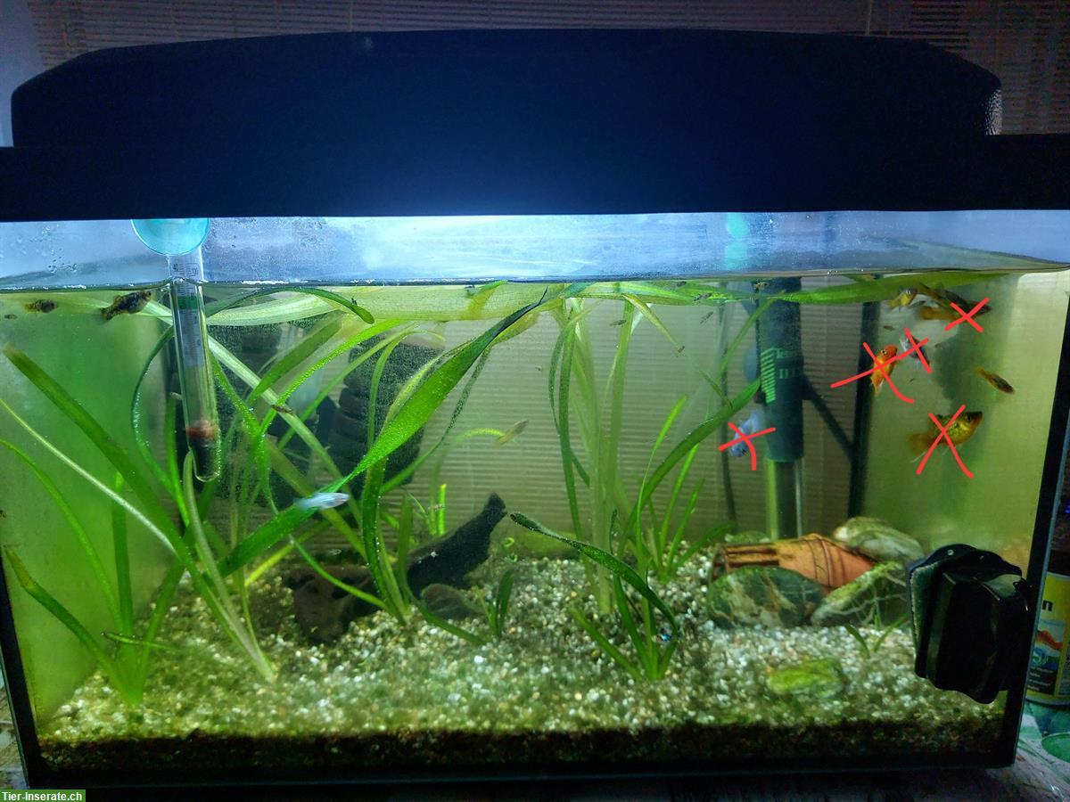 Bild 3: Platys Baby für 0.80 Rappen zu verkaufen