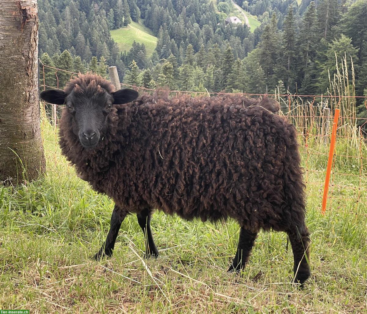 Bild 4: Zahme junge Skudden Auen zu verkaufen