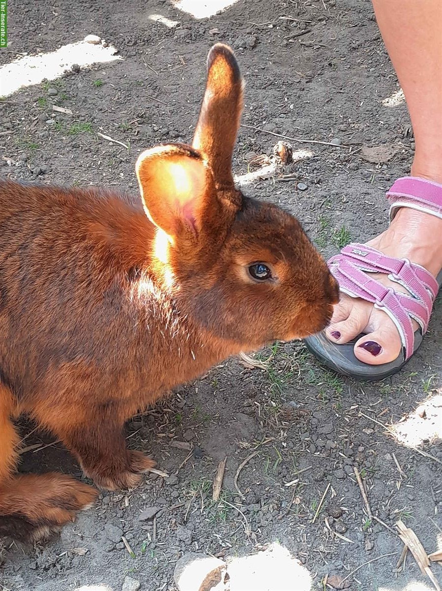 Deilenaar Kaninchen zu verschenken
