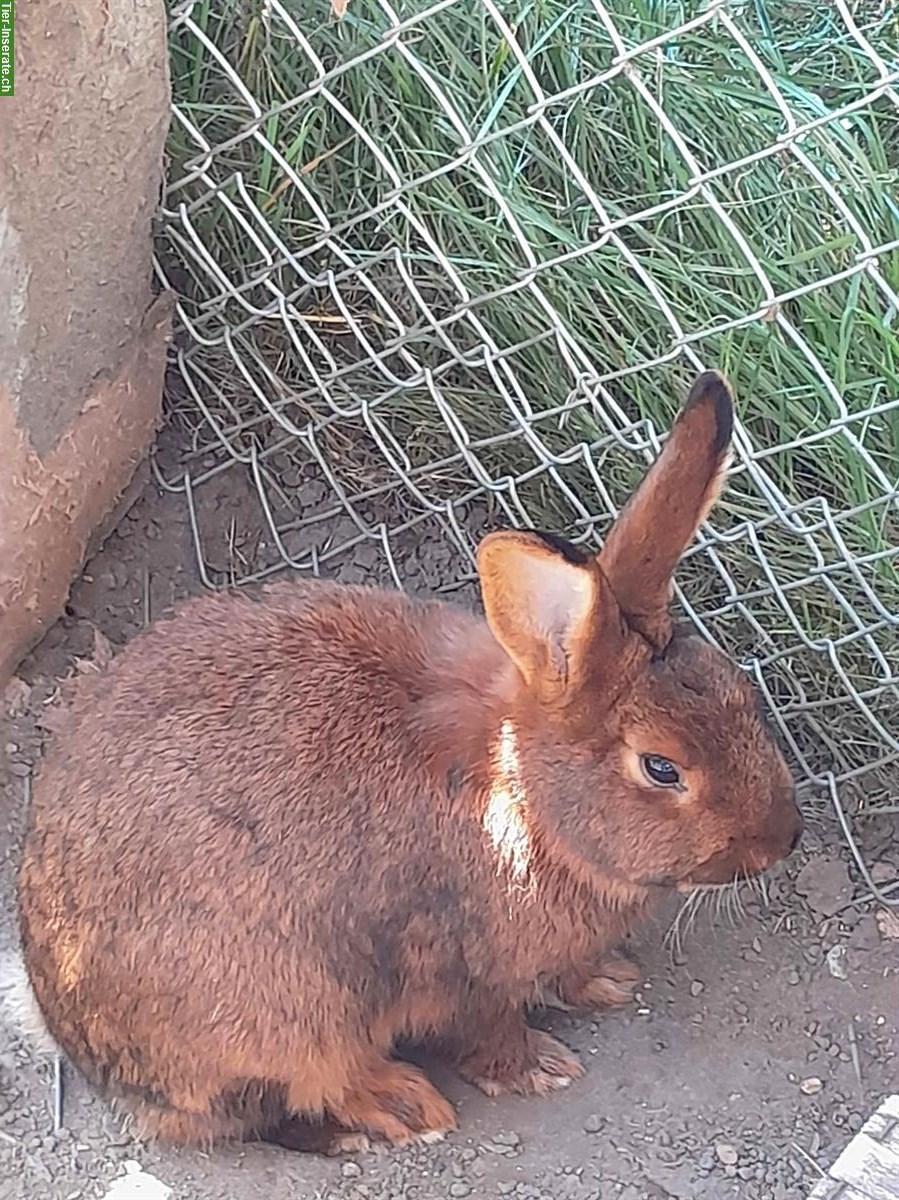 Bild 2: Deilenaar Kaninchen zu verschenken