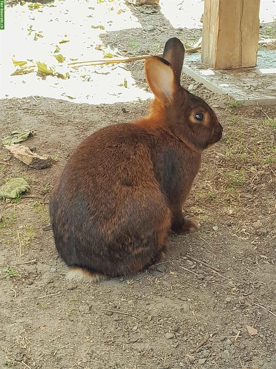 Bild 4: Deilenaar Kaninchen zu verschenken