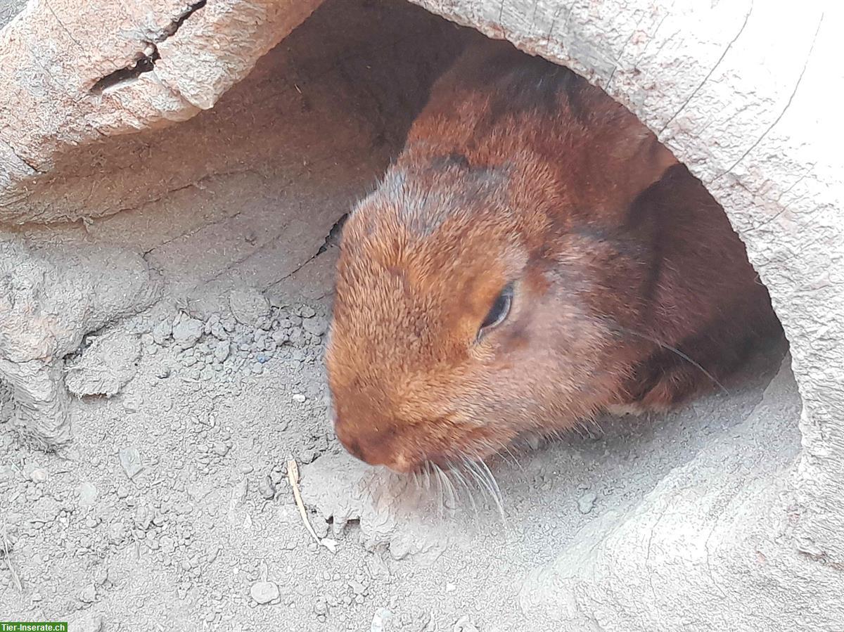 Bild 5: Deilenaar Kaninchen zu verschenken