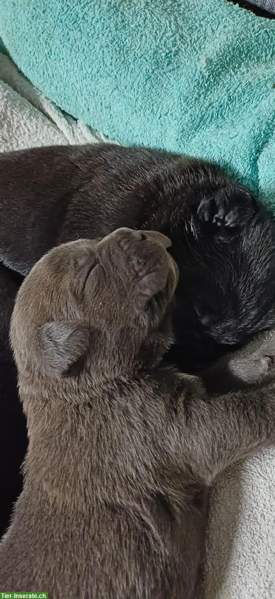 Reinrassige Cane Corso Welpen suchen lieben Lebensplatz