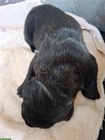 Reinrassige Cane Corso Welpen suchen lieben Lebensplatz
