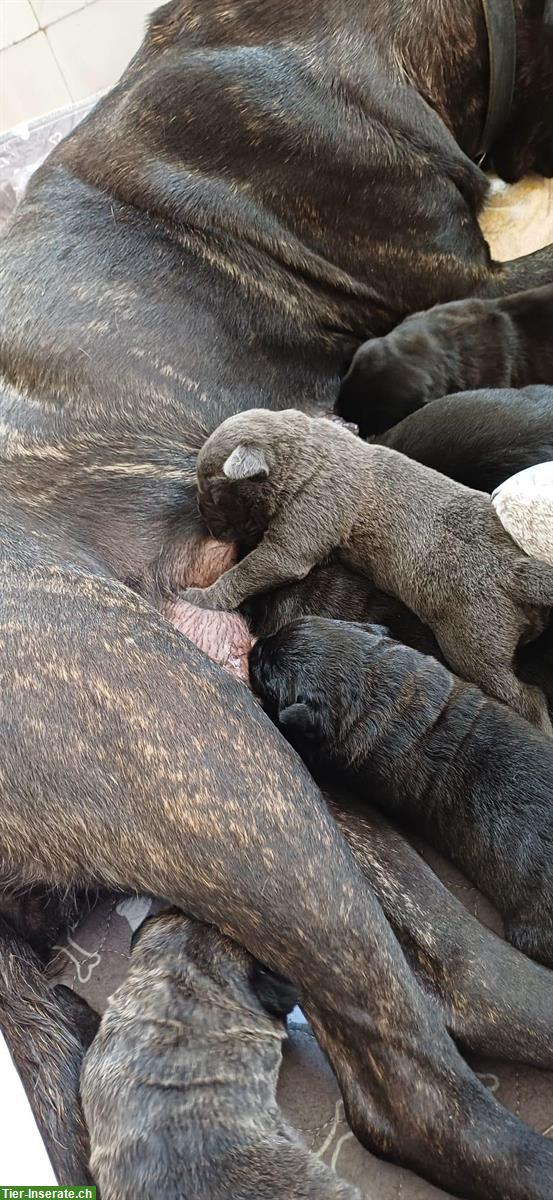 Bild 2: Reinrassige Cane Corso Welpen suchen lieben Lebensplatz
