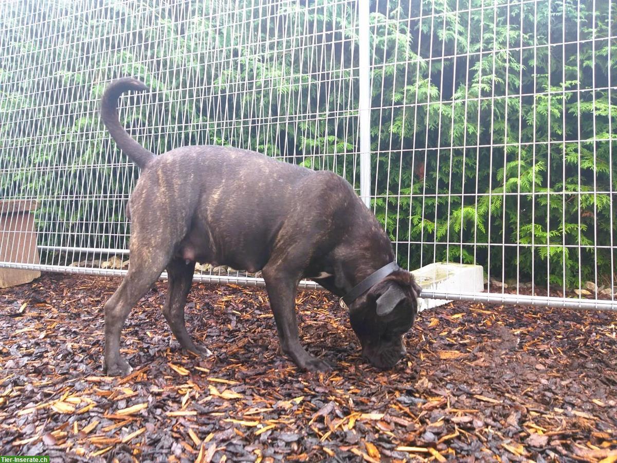 Bild 3: Reinrassige Cane Corso Welpen suchen lieben Lebensplatz