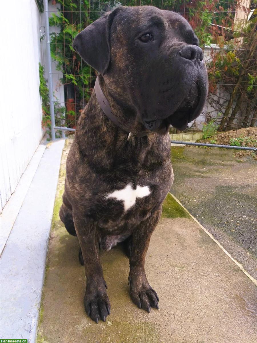 Bild 4: Reinrassige Cane Corso Welpen suchen lieben Lebensplatz