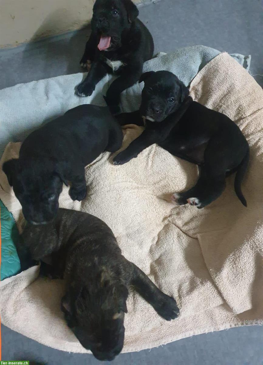 Bild 7: Reinrassige Cane Corso Welpen suchen lieben Lebensplatz