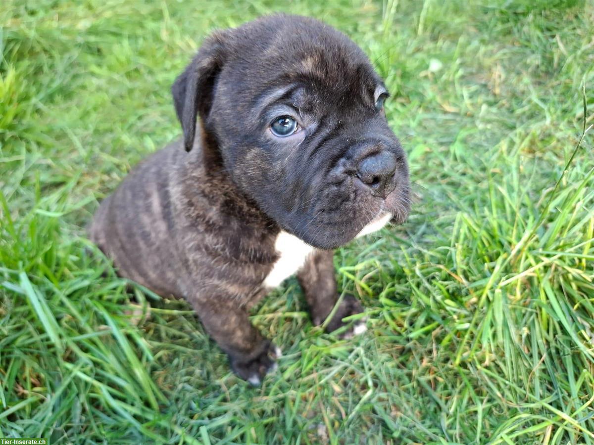 Bild 8: Reinrassige Cane Corso Welpen suchen lieben Lebensplatz