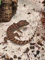 Kaktusgeckos zu verkaufen