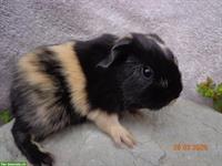 Meerschweinchen in vielen Farben & Rassen suchen ein Zuhause